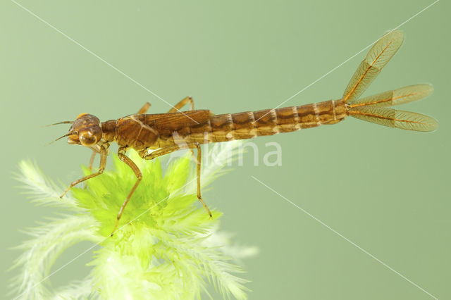 Maanwaterjuffer (Coenagrion lunulatum)