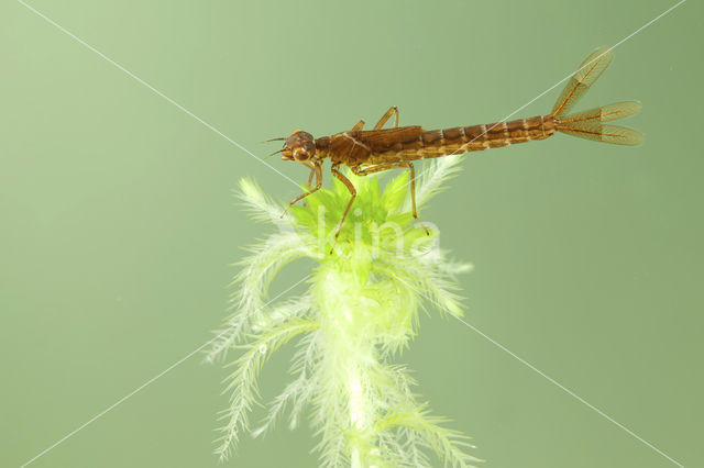 Irish Damselfly (Coenagrion lunulatum)