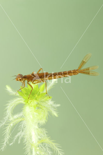 Irish Damselfly (Coenagrion lunulatum)