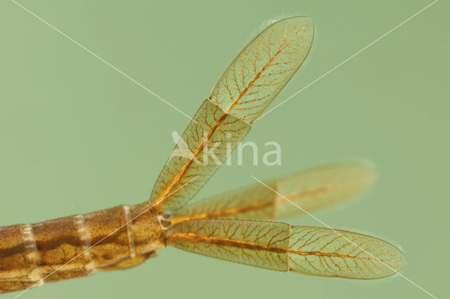 Irish Damselfly (Coenagrion lunulatum)