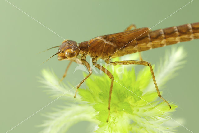 Irish Damselfly (Coenagrion lunulatum)