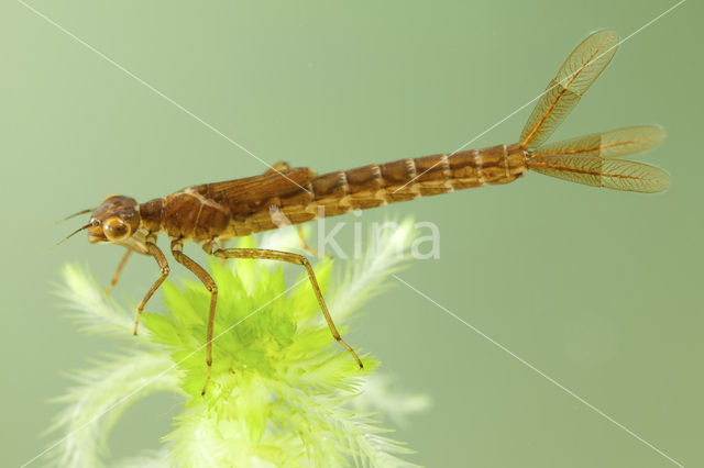 Irish Damselfly (Coenagrion lunulatum)