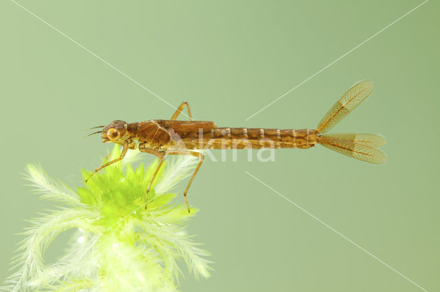 Irish Damselfly (Coenagrion lunulatum)