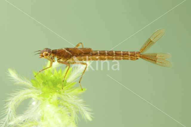 Maanwaterjuffer (Coenagrion lunulatum)