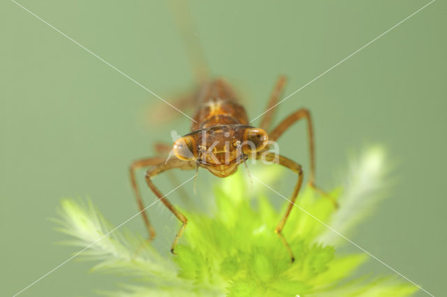 Maanwaterjuffer (Coenagrion lunulatum)