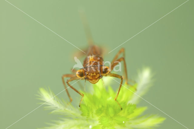 Irish Damselfly (Coenagrion lunulatum)