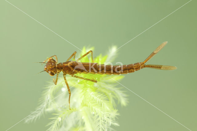 Irish Damselfly (Coenagrion lunulatum)