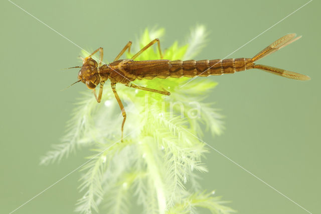 Maanwaterjuffer (Coenagrion lunulatum)