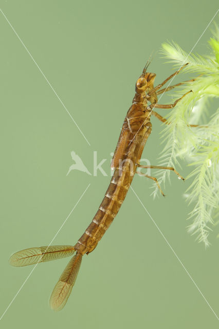 Maanwaterjuffer (Coenagrion lunulatum)