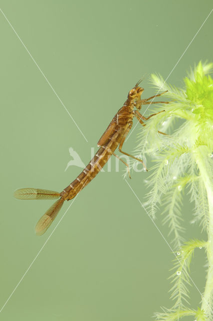 Irish Damselfly (Coenagrion lunulatum)