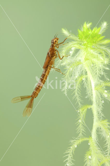 Irish Damselfly (Coenagrion lunulatum)