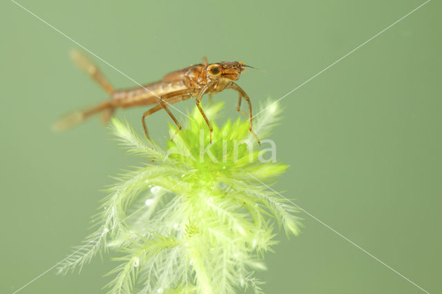 Irish Damselfly (Coenagrion lunulatum)