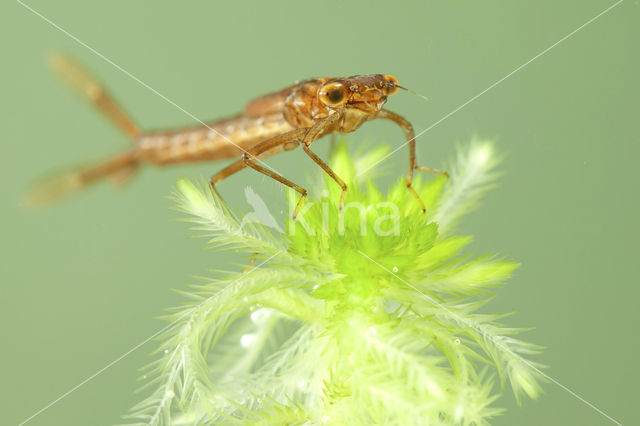 Maanwaterjuffer (Coenagrion lunulatum)