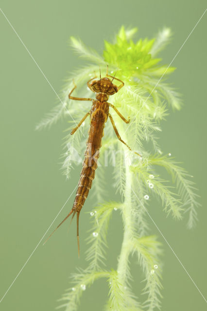 Irish Damselfly (Coenagrion lunulatum)