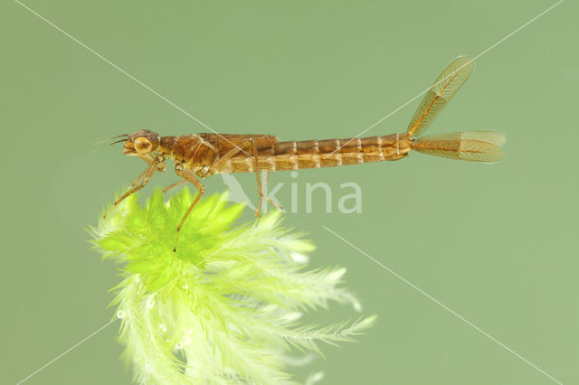 Irish Damselfly (Coenagrion lunulatum)