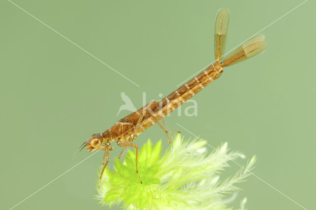 Irish Damselfly (Coenagrion lunulatum)