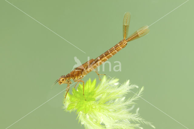 Irish Damselfly (Coenagrion lunulatum)