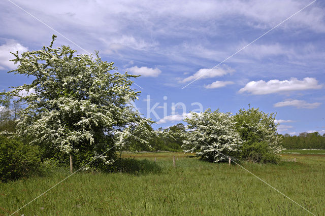 Hawthorn (Crataegus )