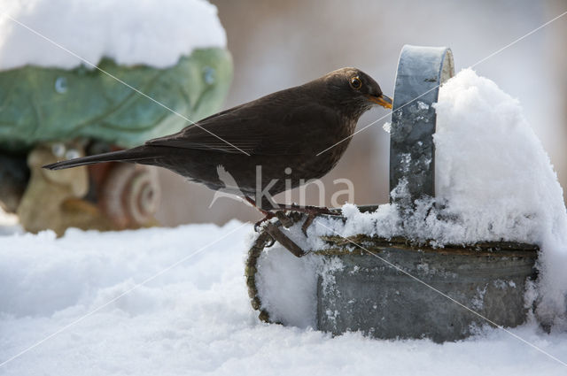 Eurasian Blackbird (Turdus merula)