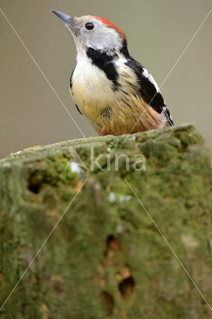 Middelste Bonte Specht (Dendrocopos medius)