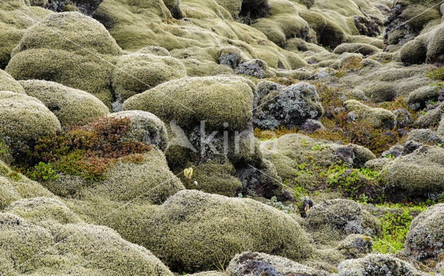 Moss