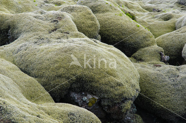 Moss