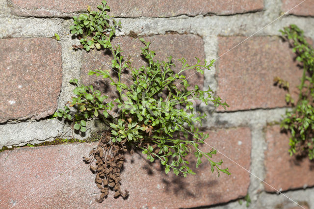 Wall-rue (Asplenium ruta-muraria)