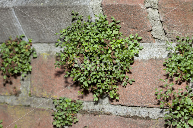 Muurvaren (Asplenium ruta-muraria)