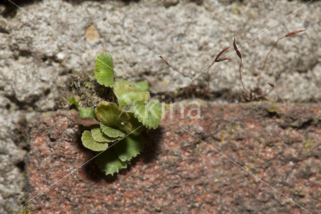 Wall-rue (Asplenium ruta-muraria)