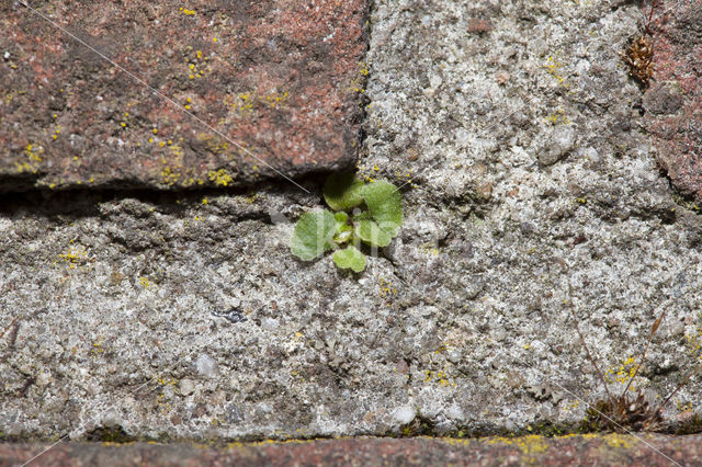 Wall-rue (Asplenium ruta-muraria)