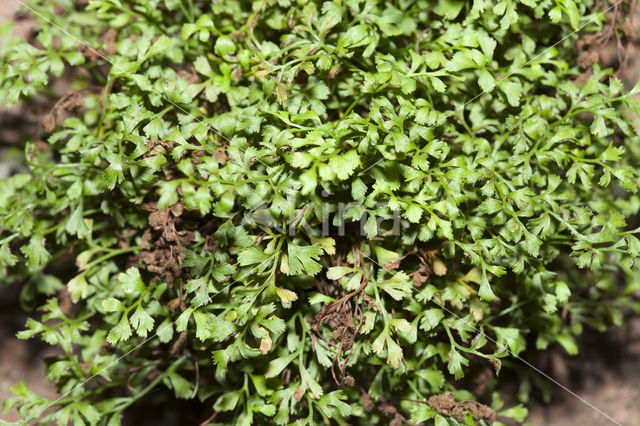 Muurvaren (Asplenium ruta-muraria)