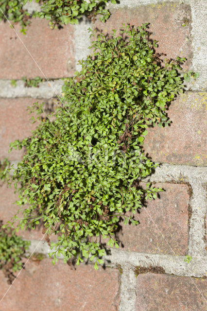 Muurvaren (Asplenium ruta-muraria)