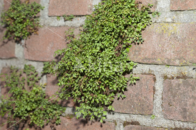 Wall-rue (Asplenium ruta-muraria)