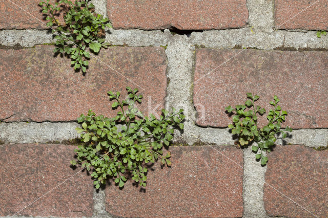 Wall-rue (Asplenium ruta-muraria)