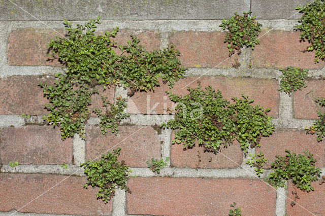 Wall-rue (Asplenium ruta-muraria)