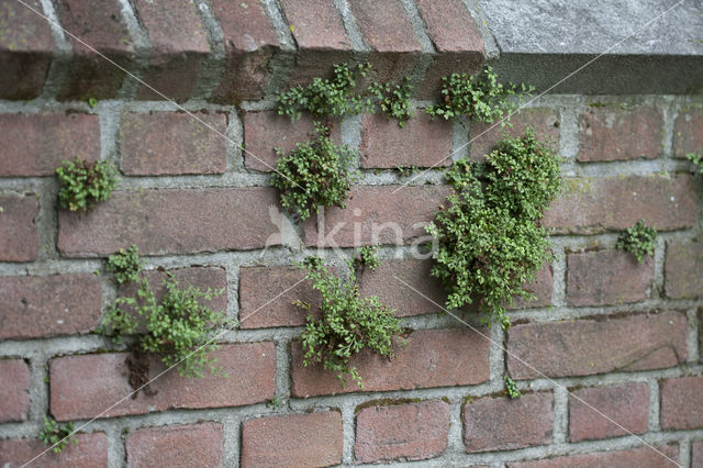 Wall-rue (Asplenium ruta-muraria)