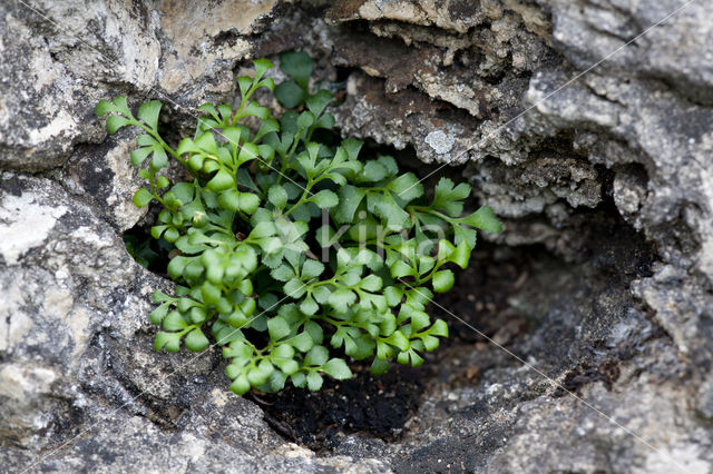 Muurvaren (Asplenium ruta-muraria)