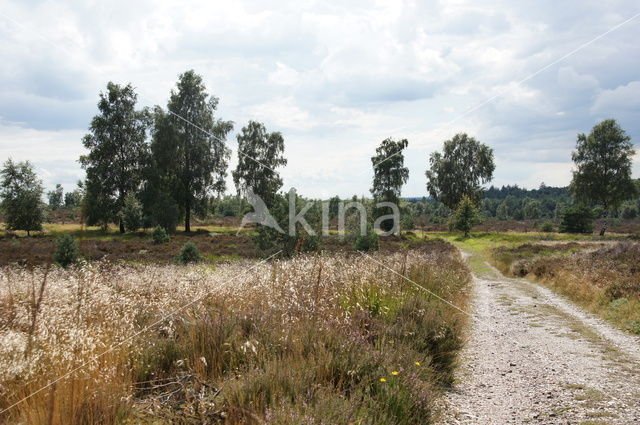 Nationaal Park Sallandse Heuvelrug