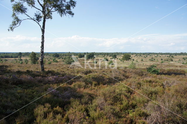 National Park Sallandse Heuvelrug