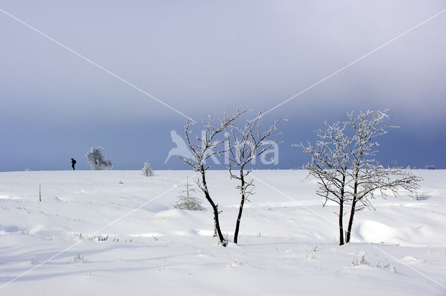 Natural Park Hautes Fagnes