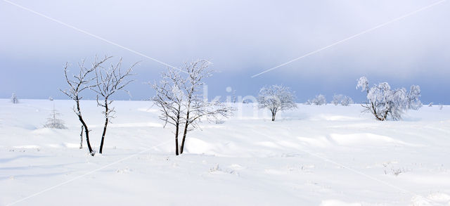 Natural Park Hautes Fagnes