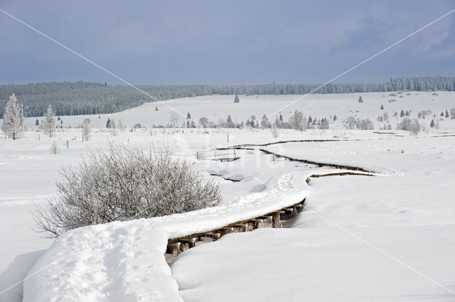 Natural Park Hautes Fagnes