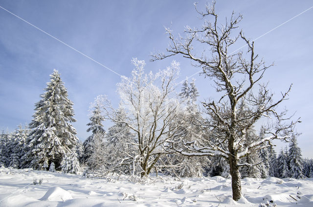 Natural Park Hautes Fagnes