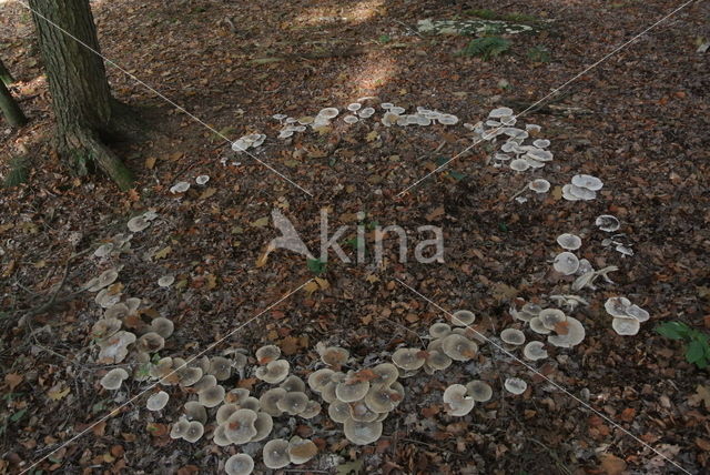 Nevelzwam (Clitocybe nebularis)