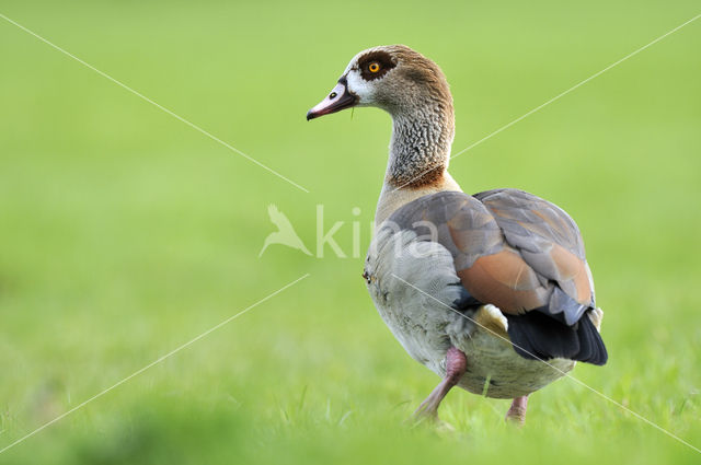 Egyptian Goose (Alopochen aegyptiaca)