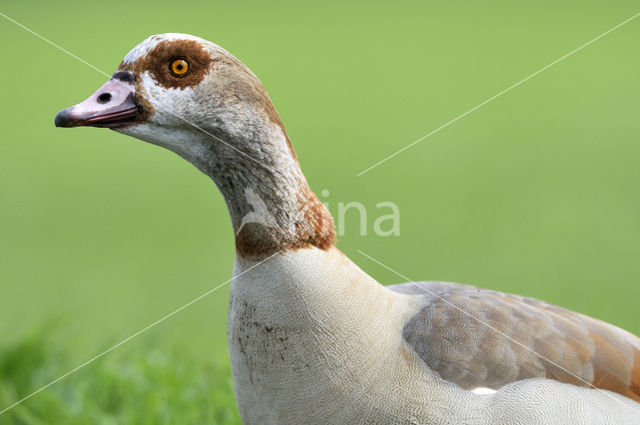 Egyptian Goose (Alopochen aegyptiaca)