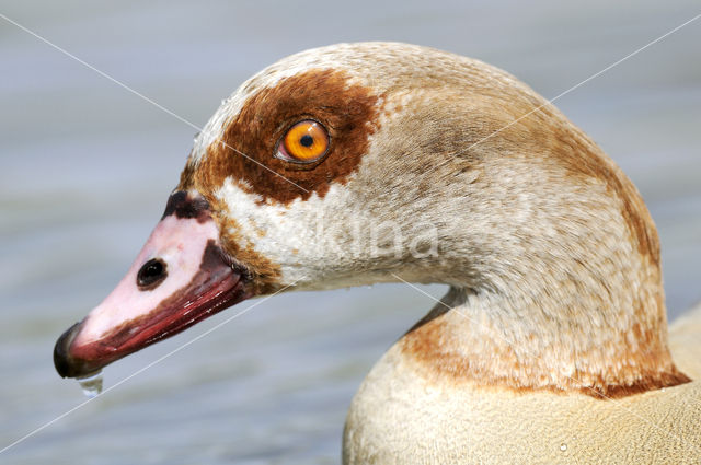 Egyptian Goose (Alopochen aegyptiaca)