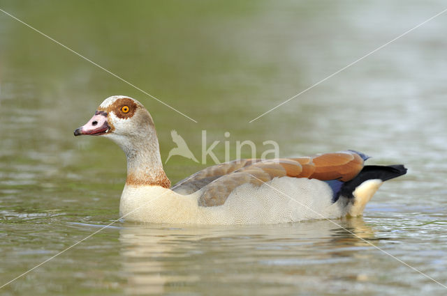 Egyptian Goose (Alopochen aegyptiaca)