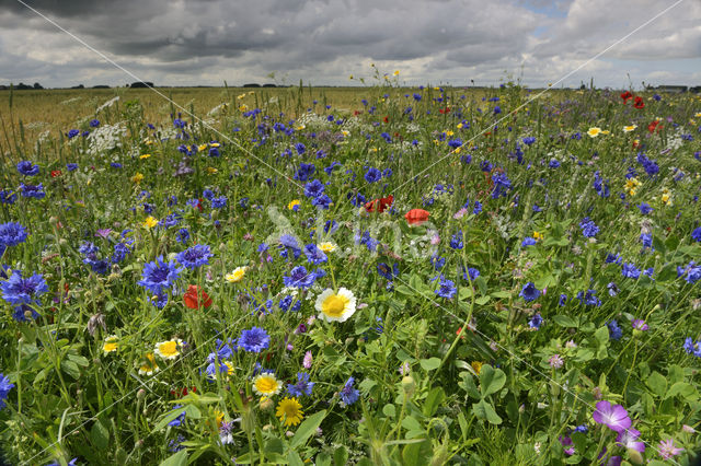 Oostwolder polder