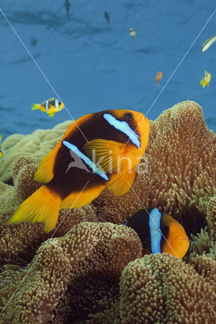 Orangefin anemonefish (Amphiprion chrysopterus)